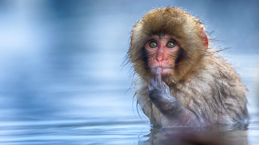 A monkey sits in water with it's index finger on it's chin, looking as if it's contemplating something.