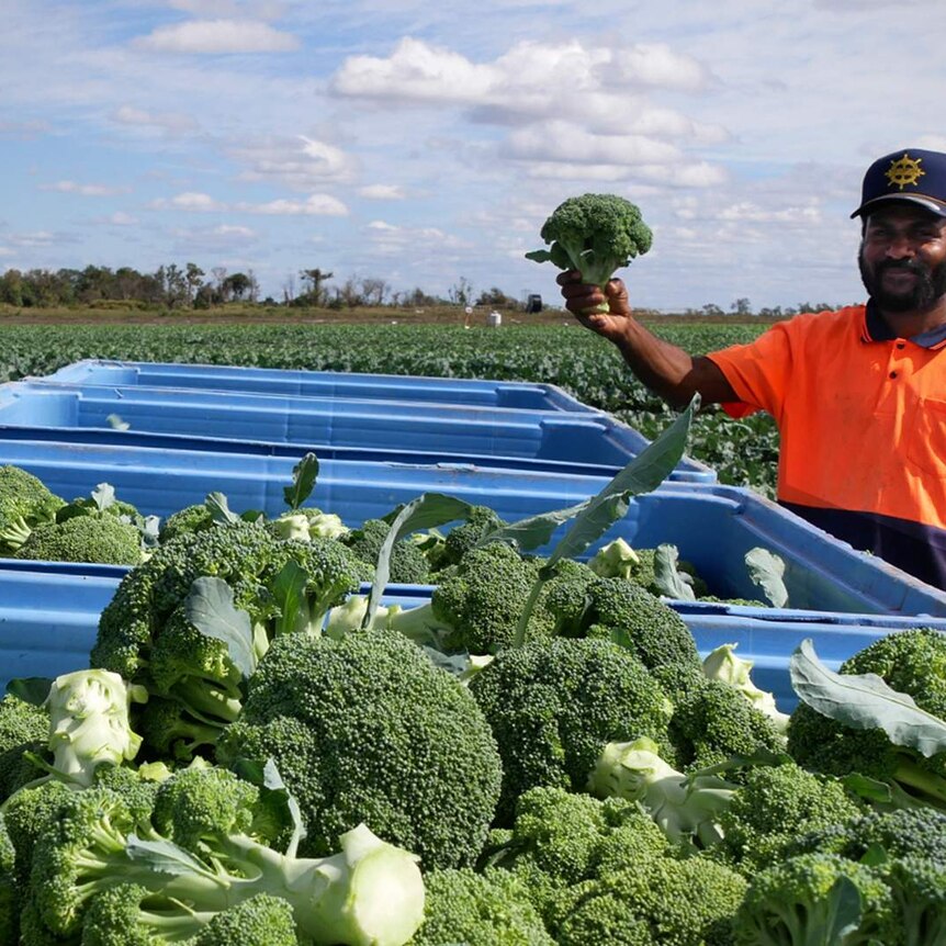 worker with stalk of broccoli