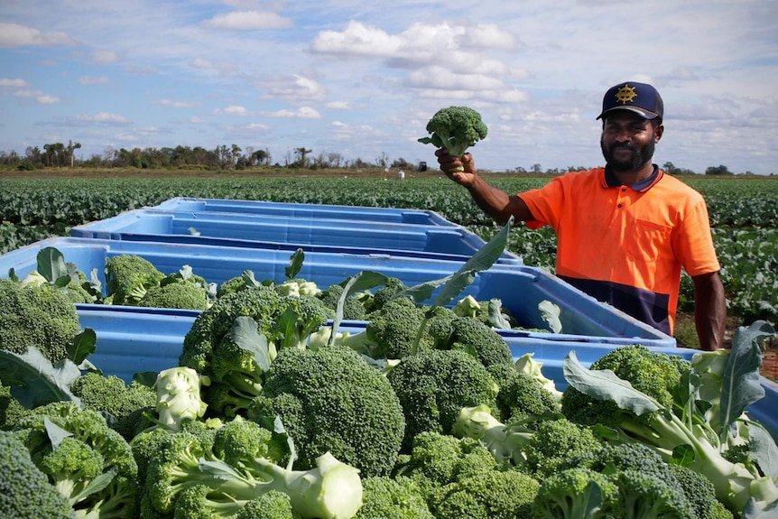A farm worker holds a stalk of broccoli.