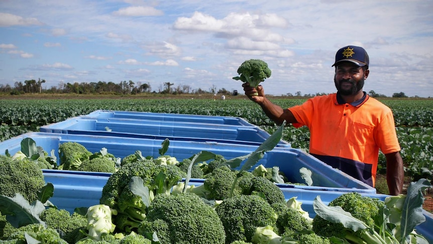 worker with stalk of broccoli