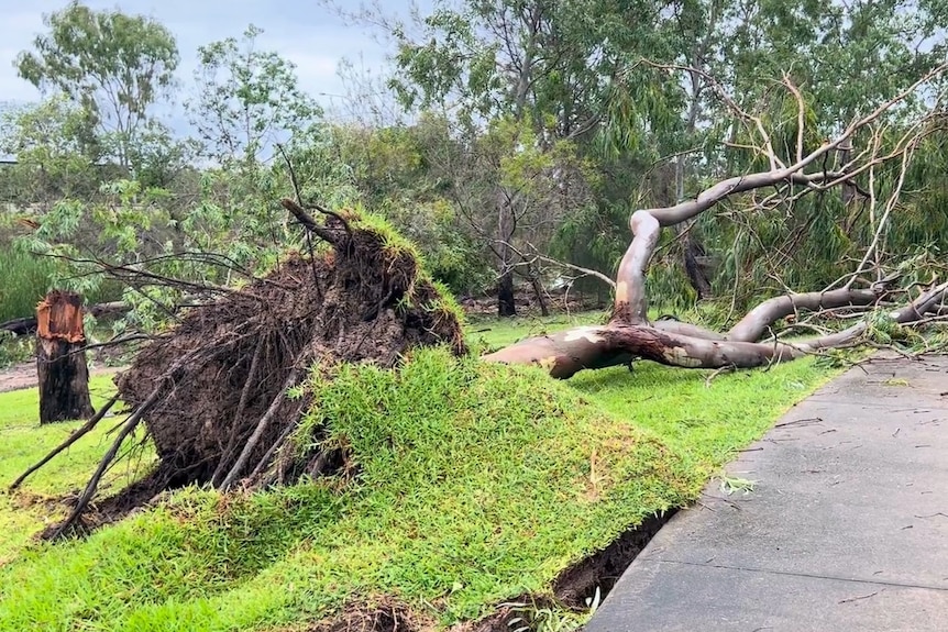 A tree in Townsville has been ripped from the ground