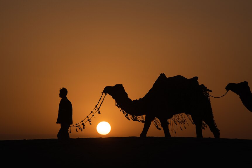 A camel is led by a handler as the sun rises in the background.