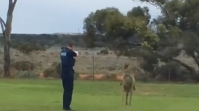 A police officer shoots an injured kangaroo to euthanase the animal.