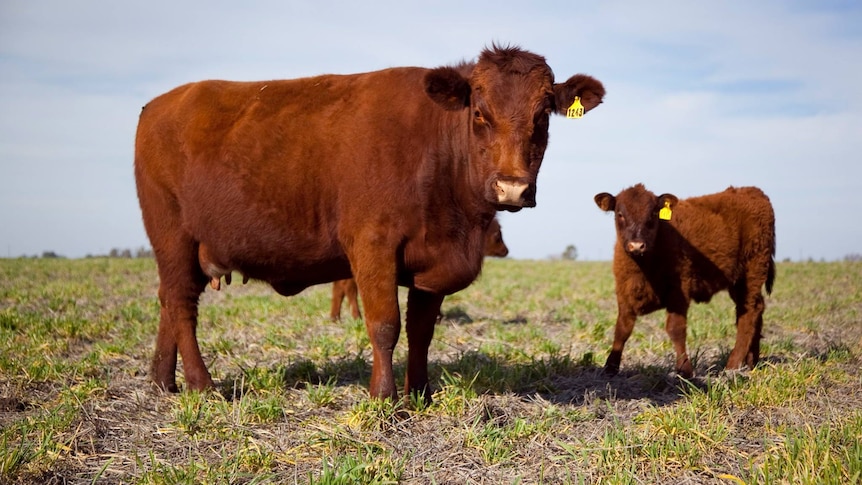 A cow and a calf standing in a paddock.