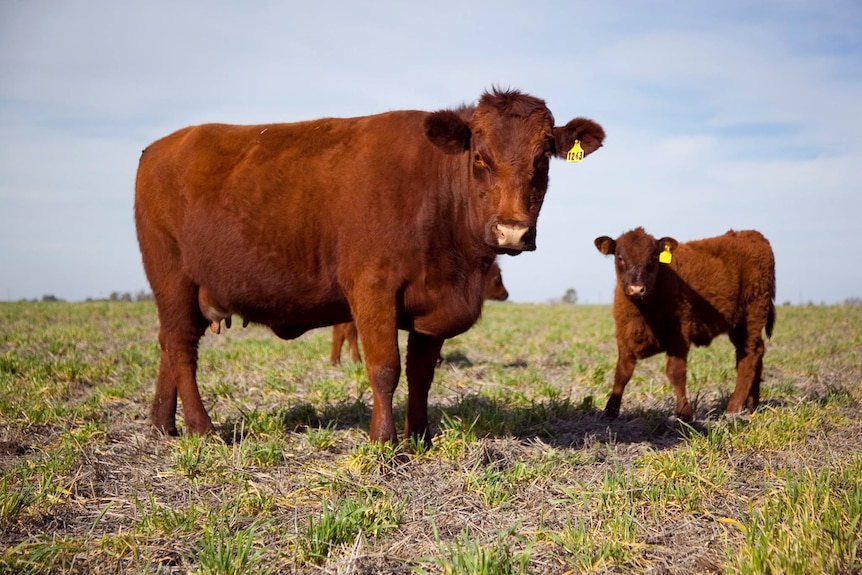 a cow and a calf standing in a paddock.