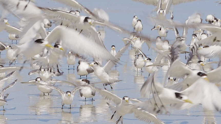 Seabirds take flight along the Gippsland coast