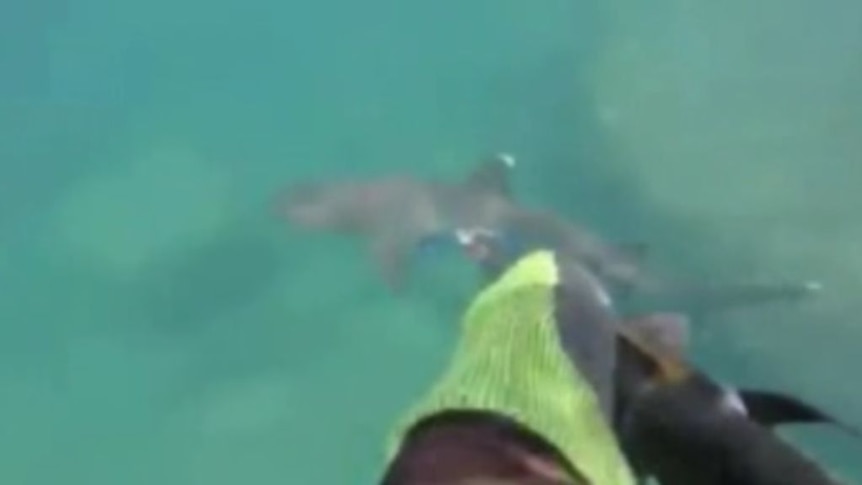 Shark sightings off Arnhem Land coast