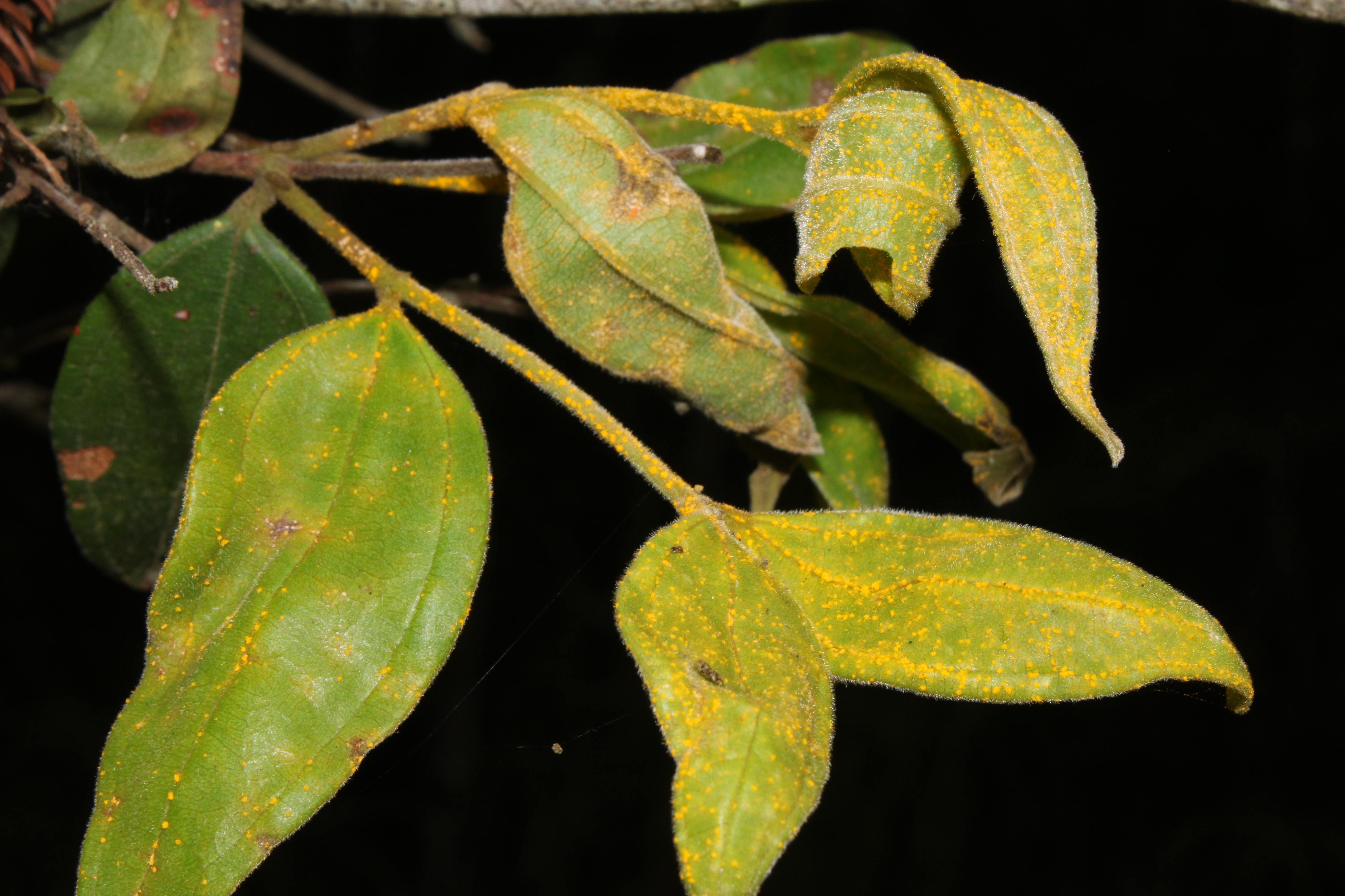 Close-up de esporos de ferrugem de murta amarela revestindo as folhas de uma árvore Rhodamnia rubescens.