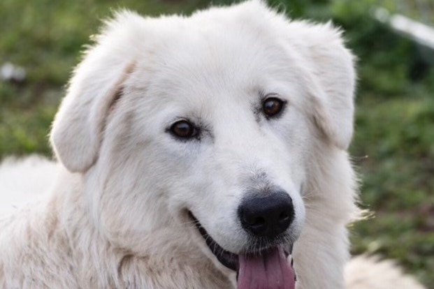 A close-up of Xena, a white dog, with a big smile on her face