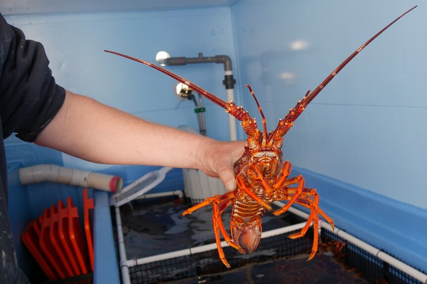 A bright orange rock lobster is being held by a hand above a blue tank. Its legs and antennae are outstretched 