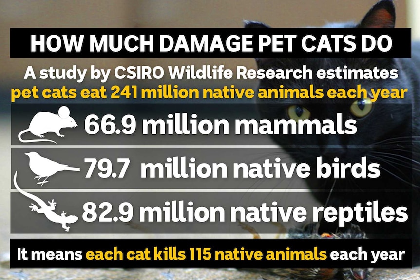 An infographic showing that pet cats kill 241 million native species every year