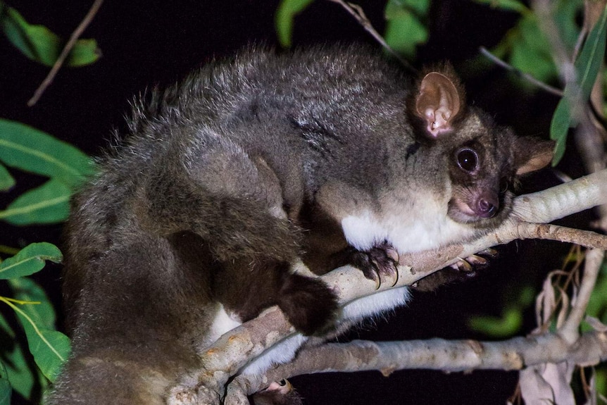 A greater glider nestled among the leafy branches of a tree.