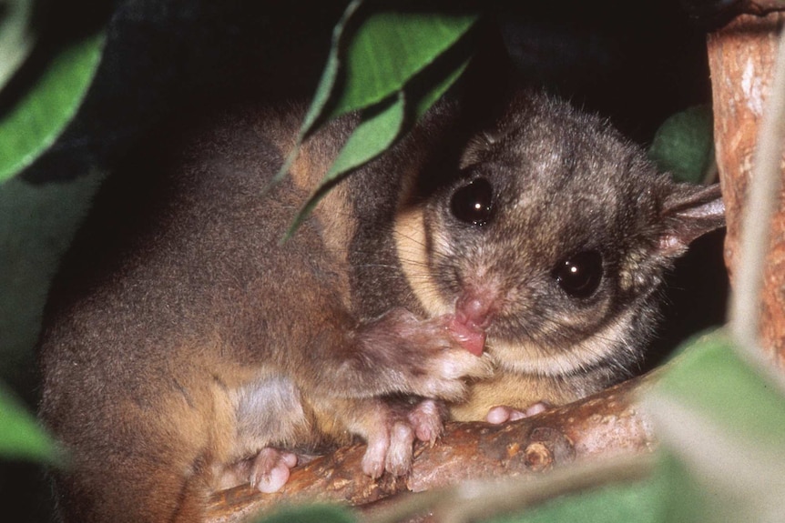 A close-up of a possum in a tree.