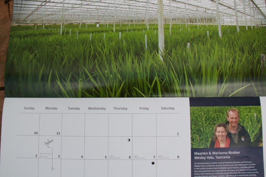 North west Tasmanian cut flower grower, Maarten Blokker, being featured on his bank's calendar