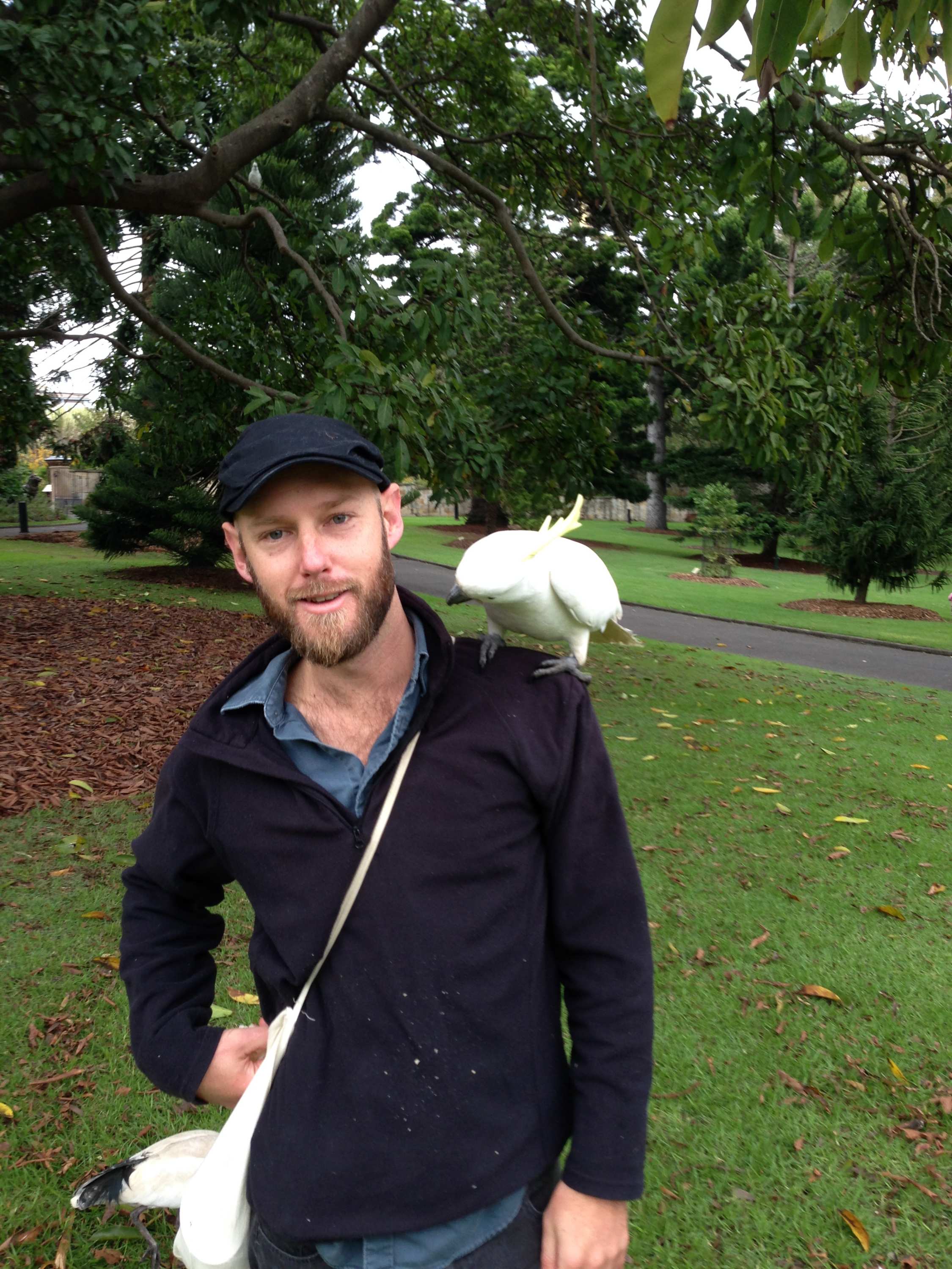 Researchers study cockatoos that open wheelie bins in search of food at