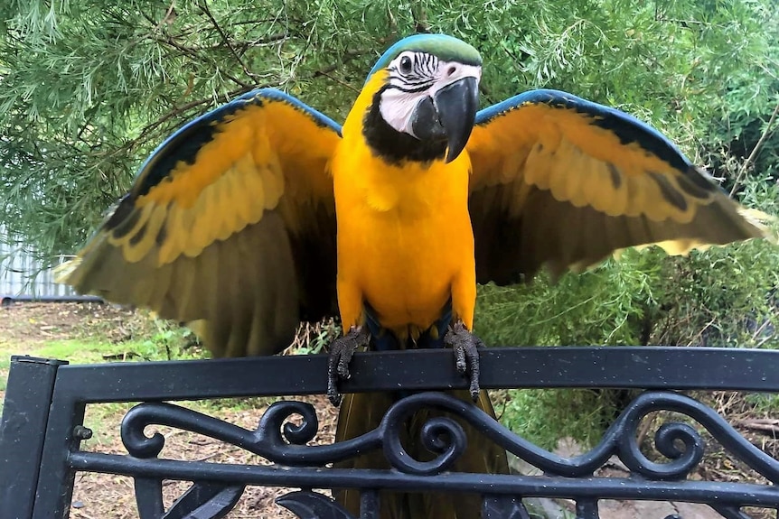A yellow-blue macaw 