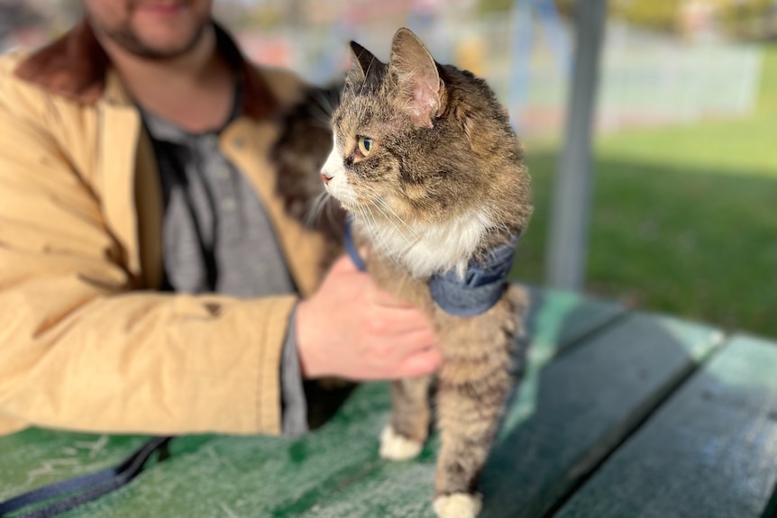 A tabby cat on a lead