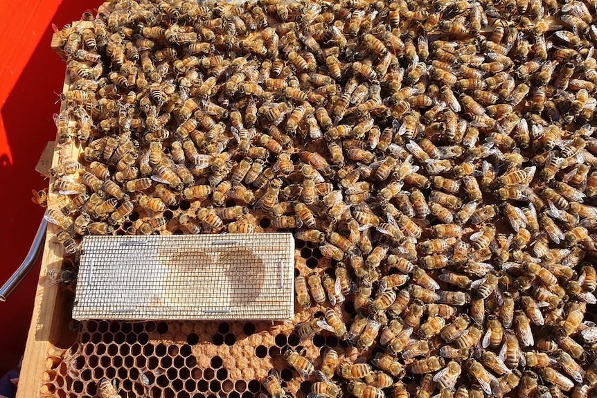An empty queen cage with hundreds of queen bees.