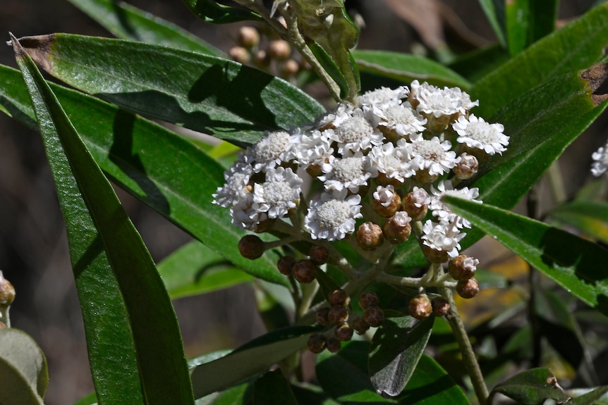 A close up shot of a plant with white buds