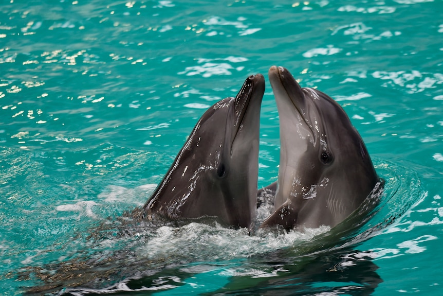 Two dolphins interact in the Constanța Dolphinarium