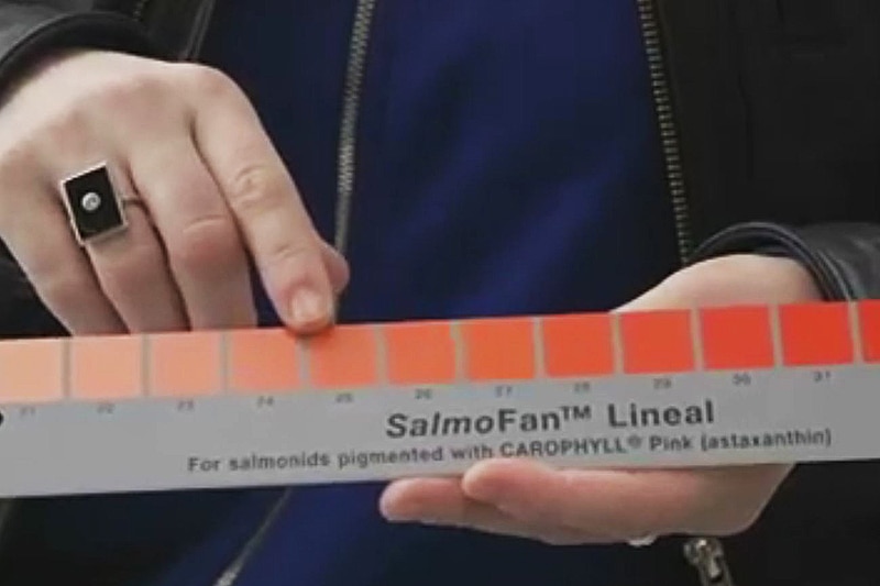 A salmon pigment chart, as seen on Four Corners Big Fish report.