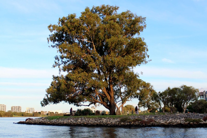 A tree on a Swan River embankment