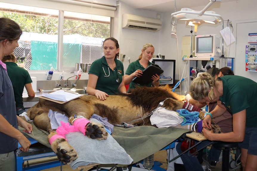Veterinarians operating on Mandela the lion as he lies prone on an operating table at Perth Zoo.