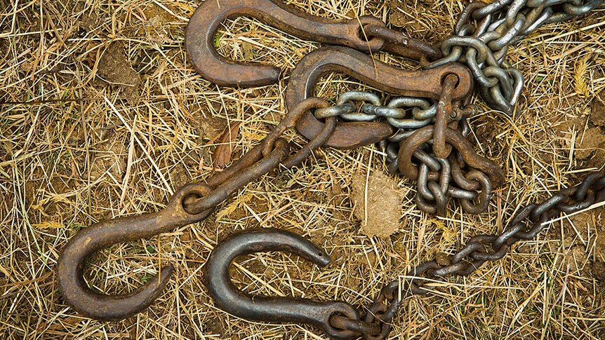 bullock chains