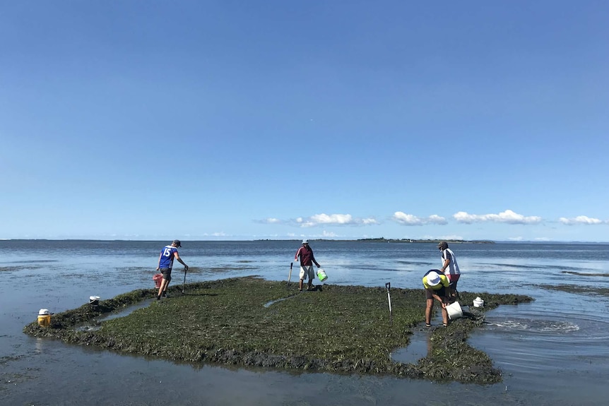 Four workers on a mud flat with a square of seagrass exposed.