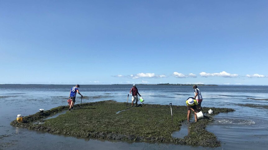 Four workers on a mud flat with a square of seagrass exposed.