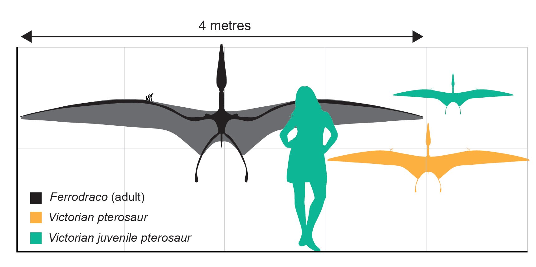 Pteranodon Vs Pterodactyl