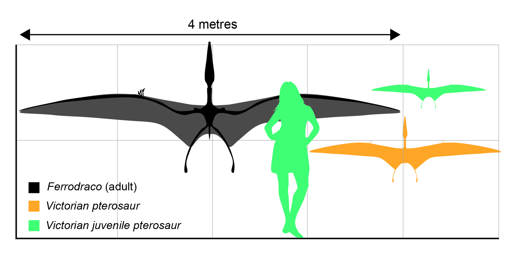 Silhouettes showing a human with different sized pterosaurs