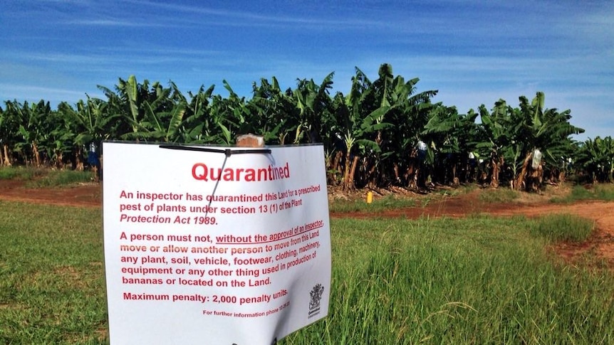 A quarantine sign on a banana plantation.