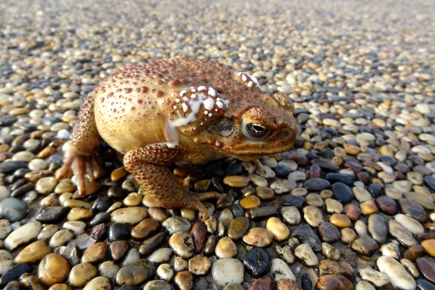 A cane toad with white poison behind its head.