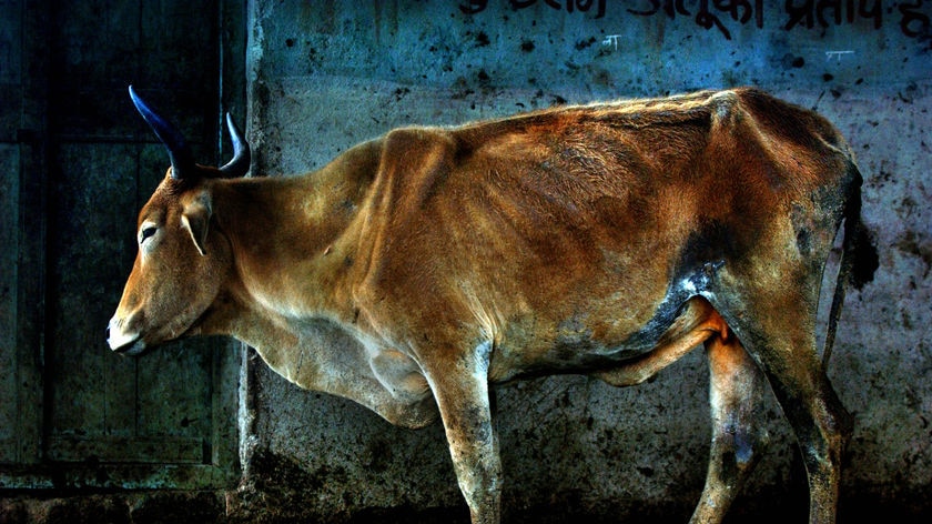 Respected: A Hindu holy cow in India (File photo).