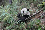 Wild giant panda foraging on bamboo
