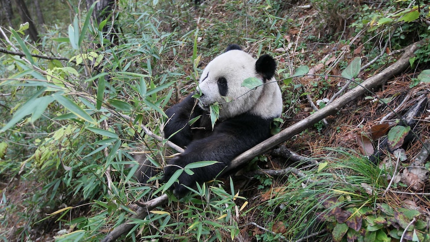 Wild giant panda foraging on bamboo
