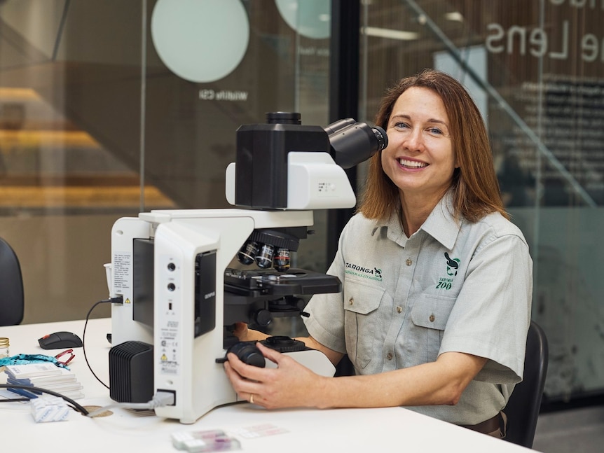 A woman sits at a large microscope