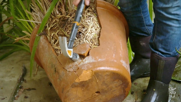 Hammer breaking a terracotta pot showing compacted roots of an orchid in the pot