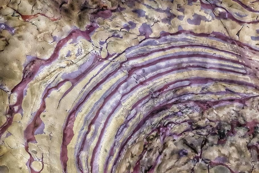 Purple-coloured ripples on brown rock.