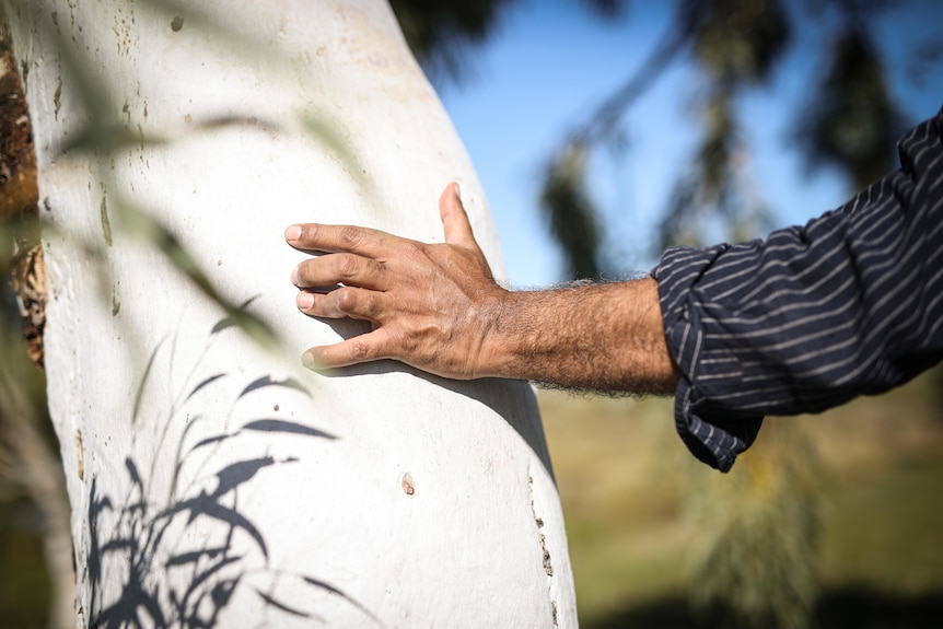 An Aboriginal man places his hand on a native tree