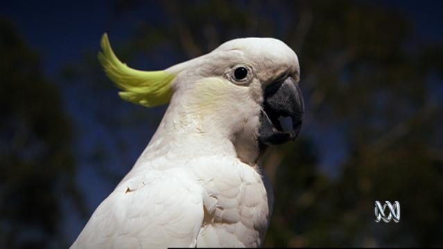 A sulfur-crested cockatoo
