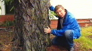 Tree Surgery Gardening Australia