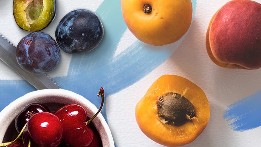 Assortment of stone fruit arranged on the table. There's plums, nectarines, apricots, peaches and cherries.