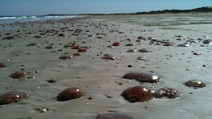 Jellyfish