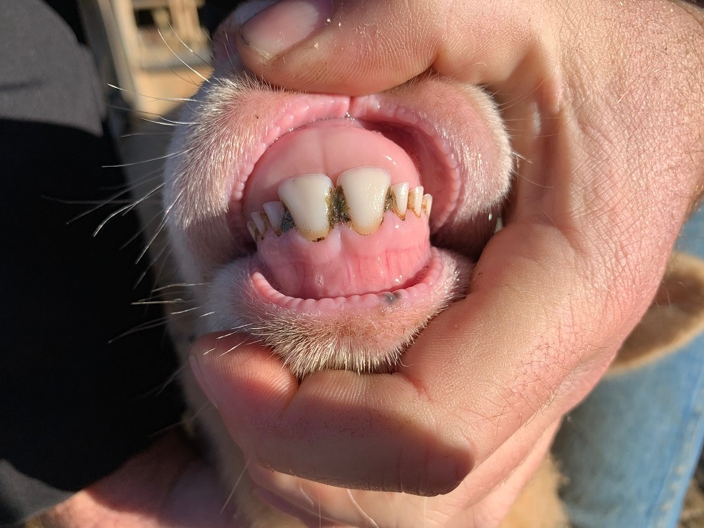 sheep teeth age