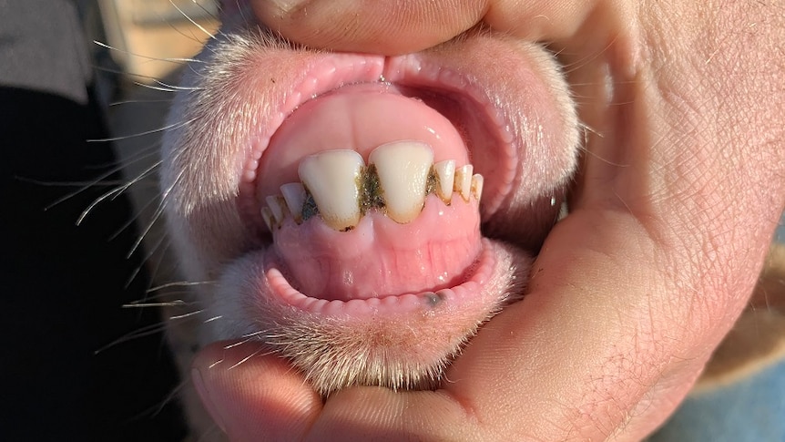 A close up shot of a sheeps teeth showing some wear, which means this sheep is defined as a "hogget" and the farmer gets less.