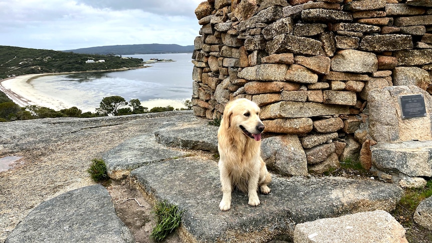 A Golden Retriever sits next to a pile of rocks on top of a hill overlooking the ocean. 