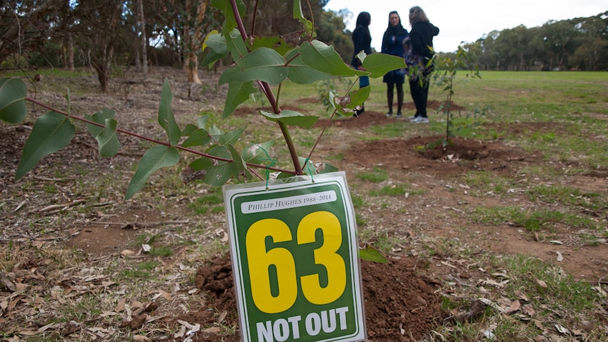 A tree planted in the memory of Phillip Hughes.