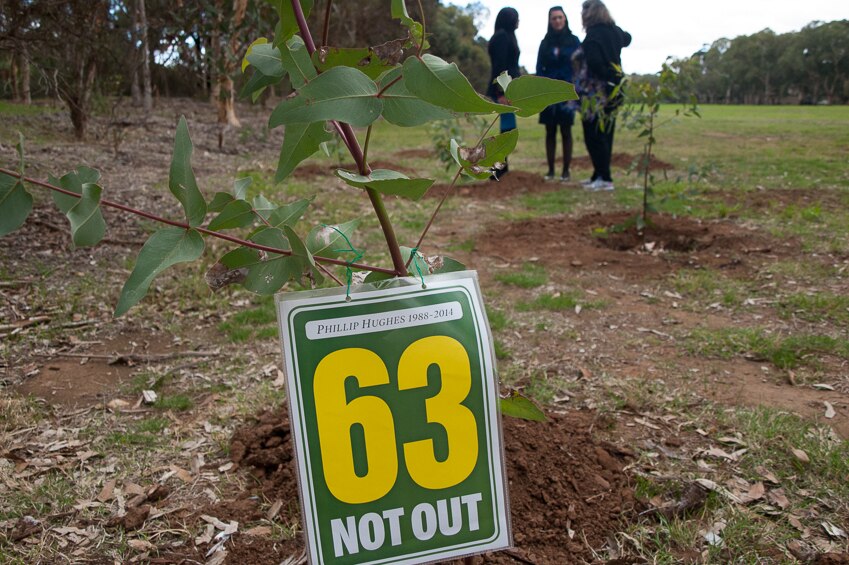 A tree planted in the memory of Phillip Hughes.